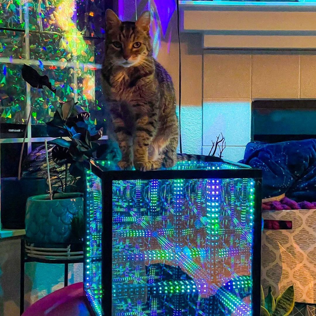 cat sitting on hypercube 15